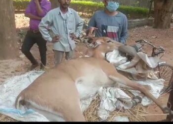 বর্ধমানে  নীলগাই উদ্ধার