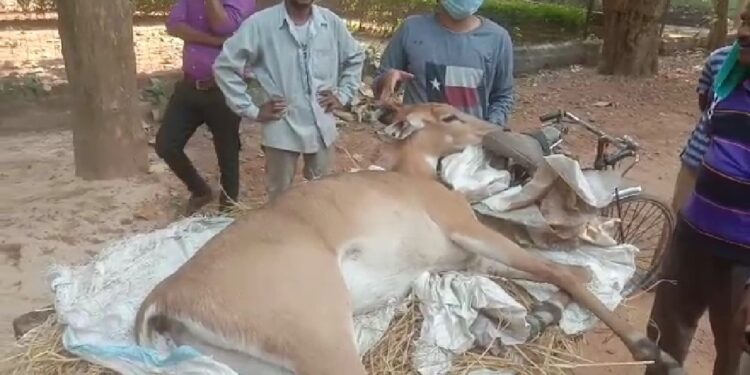 বর্ধমানে নীলগাই উদ্ধার