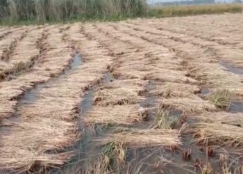 ক্যানেলের জলে ডুবল ভাতার ব্লকের আমারুন-১ অঞ্চলের আমন ধান জমি