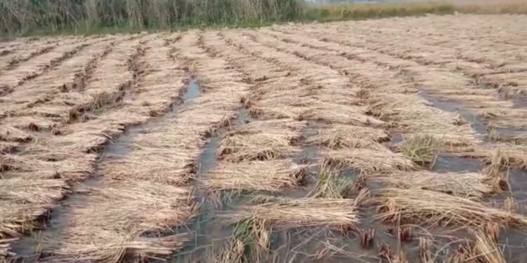 ক্যানেলের জলে ডুবল ভাতার ব্লকের আমারুন-১ অঞ্চলের আমন ধান জমি