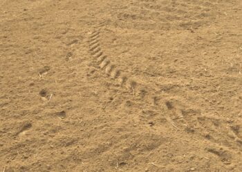 আউশগ্রামে কৃষকের তিন বিঘা আলুজমি নষ্ট করে দেওয়ার অভিযোগ