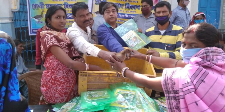 কাটোয়ায় প্রাণী সম্পদ বিকাশ দফতরের উদ্যোগে খাকী ক্যাম্পবেল হাঁস বিলি