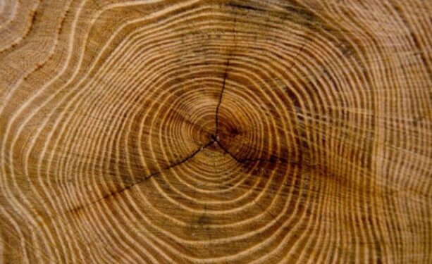 মহাজাগতিক বিস্ফোরনের সাক্ষ্য সযতনে বহন করে গাছ !