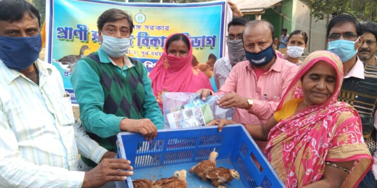কাটোয়ায় প্রাণী সম্পদ বিকাশ দফতরের উদ্যোগে উন্নত প্রজাতির মুরগির বাচ্ছা বিলি