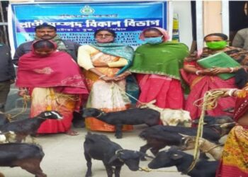 কাটোয়ায় প্রানী সম্পদ বিকাশ দফতরের উদ্যোগে ছাগল বিলি