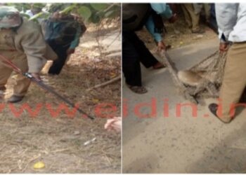 দস্যি বানরকে কব্জায় আনতে ছোড়া হল ঘুমপাড়ানি গুলি