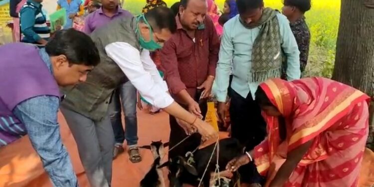 কাটোয়ায় স্বনির্ভর গোষ্ঠীর মহিলাদের ছাগল বিলি