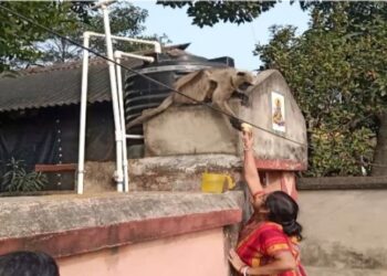 ভাতাড়ে জখম হনুমানকে উদ্ধারের দাবি স্থানীয় বাসিন্দাদের