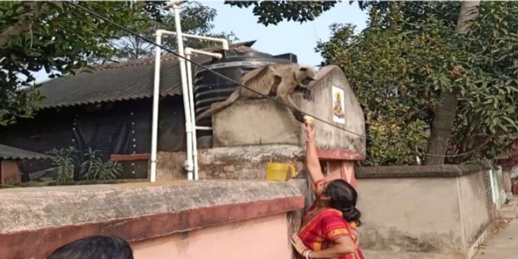 ভাতাড়ে জখম হনুমানকে উদ্ধারের দাবি স্থানীয় বাসিন্দাদের