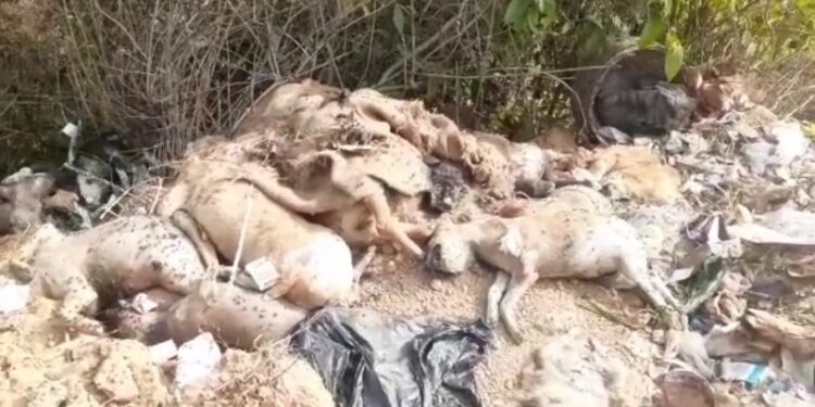 বিষ্ণুপুরে পথ কুকুরের মড়ক,আতঙ্ক এলাকায়