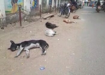 বিষ্ণুপুরে কুকুরের মড়ক অব্যাহত