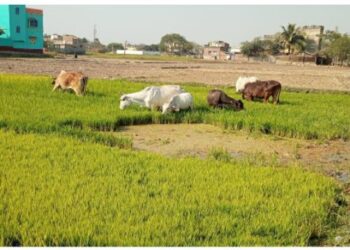 মঙ্গলকোটে জলের অভাবে শুকচ্ছে জমি, গবাদি পশুকে বোরোর  বীজধান খাওয়াচ্ছেন কৃষকরা