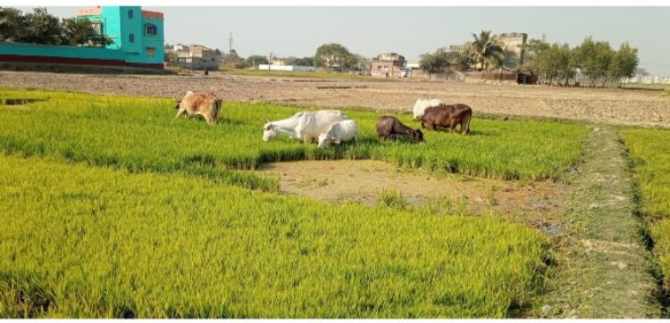 মঙ্গলকোটে জলের অভাবে শুকচ্ছে জমি, গবাদি পশুকে বোরোর  বীজধান খাওয়াচ্ছেন কৃষকরা