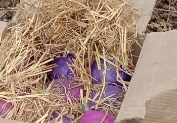 ভোটের মুখেই জেলায় জেলায় বোমা উদ্ধারের ঘটনায় চিন্তায় প্রশাসন