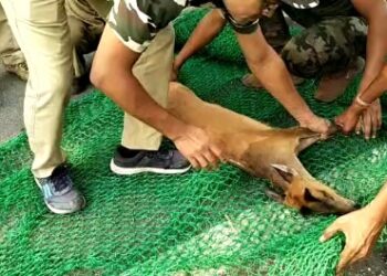 কুকুরের তাড়া খেয়ে জঙ্গল থেকে বেড়িয়ে দোকানে আশ্রয় নেওয়া হরিণকে উদ্ধার করল বনদপ্তর