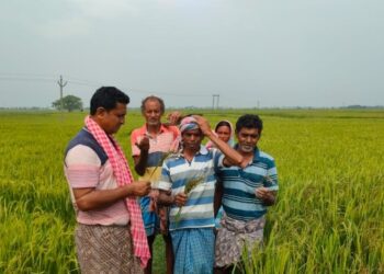 কাটোয়ায় কালবৈশাখির ঝড়ে ক্ষতিগ্রস্থ বোরো ধান, মাথায় হাত চাষিদের