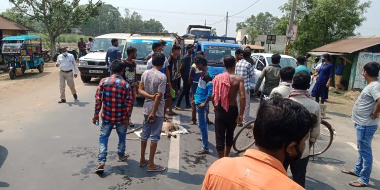 দুর্ঘটনায় মৃত্যু হনুমানের, বনদপ্তরের কর্মীরা দেরিতে আসায় গ্রামবাসীদের পথ অবরোধ