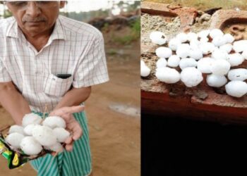 কালবৈশাখীর দাপটে ক্ষতির মুখে আউশগ্রাম ও ভাতারের চাষিরা