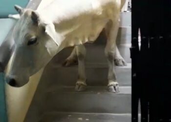 মালদায় বাড়ির ছাদে গরু !  নামাতে গিয়ে হিমসিম দমকলবাহিনী