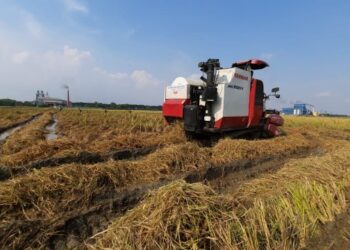 প্রকৃতির মারে সর্বশান্ত পূর্ব বর্ধমানের গলসির চাষিরা