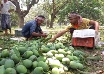 লকডাউনের জেরে রপ্তানি বন্ধ, আশঙ্কায় মালদার আম চাষিরা