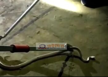 বর্ধমানের মিলিক পাড়া থেকে সাদা রঙের  বিরল বিষধর সাপ উদ্ধার করলো বনদপ্তর