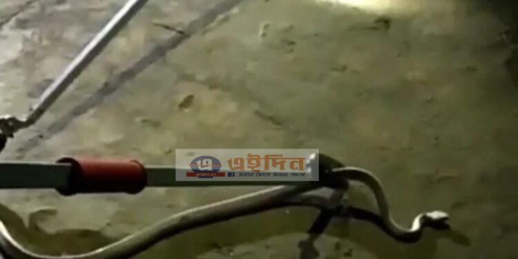 বর্ধমানের মিলিক পাড়া থেকে সাদা রঙের বিরল বিষধর সাপ উদ্ধার করলো বনদপ্তর