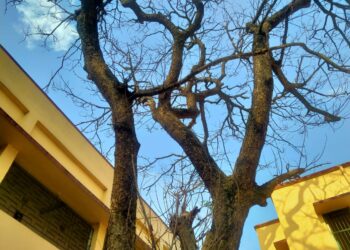 গাছের মৃত্যুর তদন্ত চেয়ে থানায় অভিযোগ দায়ের করলেন  বিদ্যালয়ের প্রধান শিক্ষক