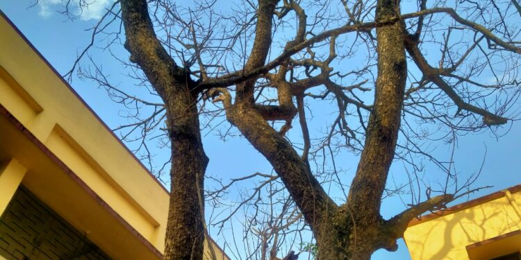 গাছের মৃত্যুর তদন্ত চেয়ে থানায় অভিযোগ দায়ের করলেন বিদ্যালয়ের প্রধান শিক্ষক