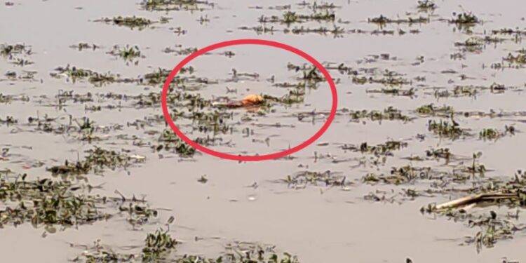 মালদার ভুতনিতে ভাগীরথীর জলে মৃতদেহ ভেসে আসায় করোনা আতঙ্ক