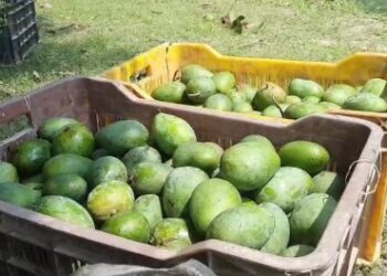 ফলন কমেছে ঐতিহাসিক “কুমারখা” আমের,ক্ষতির মুখে মালদার আম চাষীরা