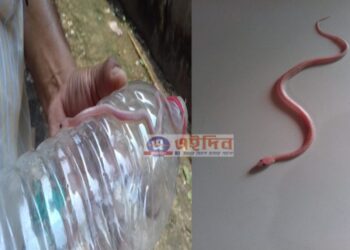 ভাতারে বিরল দর্শন সাপ উদ্ধার, চাঞ্চল্য এলাকায়