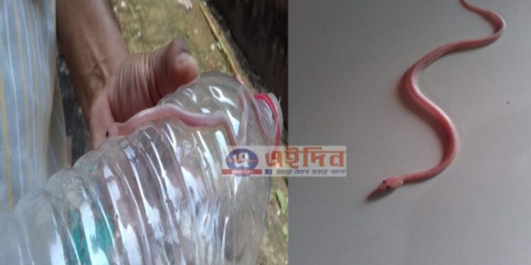 ভাতারে বিরল দর্শন সাপ উদ্ধার, চাঞ্চল্য এলাকায়