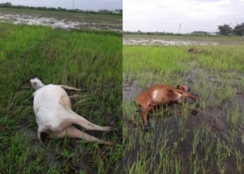 ভাতারে বজ্রপাতে ৪ গরুর মৃত্যু