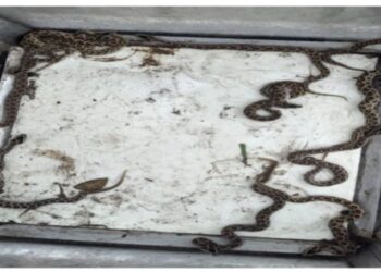 বর্ধমানে মার্বেল টাইলসের গোডাউন থেকে ১৬ টি চন্দ্রবোড়া সাপের বাচ্চা উদ্ধার, আতঙ্ক কর্মীমহলে