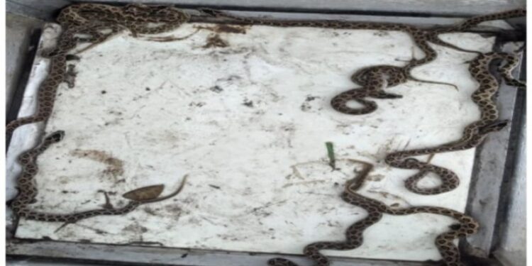 বর্ধমানে মার্বেল টাইলসের গোডাউন থেকে ১৬ টি চন্দ্রবোড়া সাপের বাচ্চা উদ্ধার, আতঙ্ক কর্মীমহলে