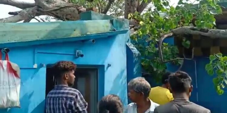 আস্ত বট গাছ উপড়ে পড়ায় ভাঙল বাড়ি