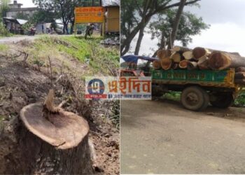 তৃণমূল পরিচালিত গ্রাম পঞ্চায়েতের বিরুদ্ধে সড়ক পথের ধারে থাকা মূল্যবান গাছ কেটে বিক্রীর অভিযোগ