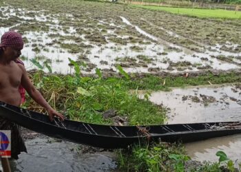 পেট্রোপণ্যের মূল্য বৃদ্ধির প্রতিবাদ, ‘ডোঙার’ সাহায্যে জমিতে জল সেচ করলেন তৃণমূল বিধায়ক