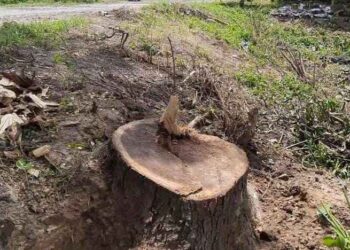 গাছ চুরি কান্ডে নাম জড়াতেই তদন্ত চেয়ে  প্রশাসনের দ্বারস্থ গলসির তৃণমূল নেতা