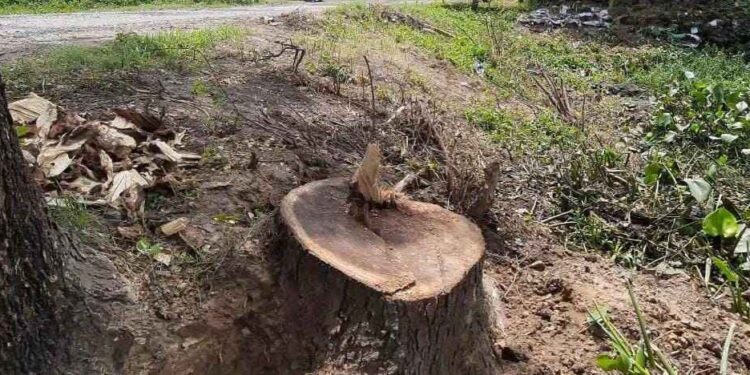 গাছ চুরি কান্ডে নাম জড়াতেই তদন্ত চেয়ে প্রশাসনের দ্বারস্থ গলসির তৃণমূল নেতা