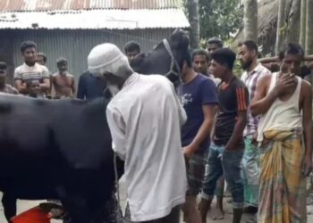 বাচ্ছার জন্ম না দিয়েই দিনে ৪ লিটার দুধ দিচ্ছে ২২ মাসের বাছুর ‘ময়না’