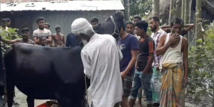 বাচ্ছার জন্ম না দিয়েই দিনে ৪ লিটার দুধ দিচ্ছে ২২ মাসের বাছুর ‘ময়না’