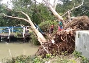 প্রাচীন বটগাছ উপড়ে পড়ল বেহুলা নদীর উপর কাঠের সেতুতে,সেতু ভেঙে বিচ্ছিন্ন হুগলির আলীসাগর গ্রাম