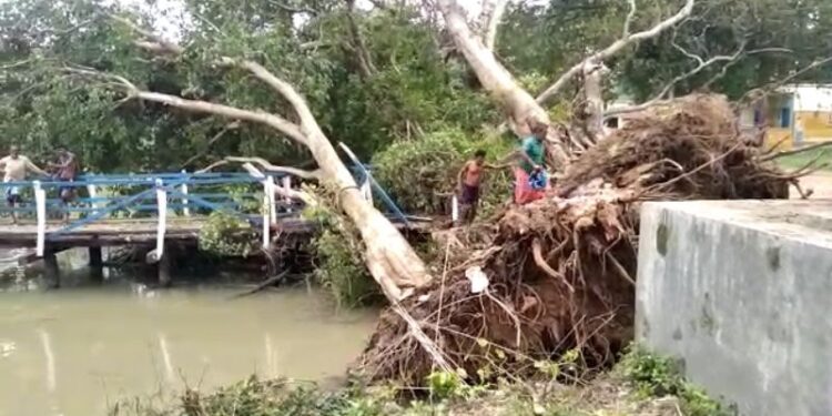 প্রাচীন বটগাছ উপড়ে পড়ল বেহুলা নদীর উপর কাঠের সেতুতে,সেতু ভেঙে বিচ্ছিন্ন হুগলির আলীসাগর গ্রাম
