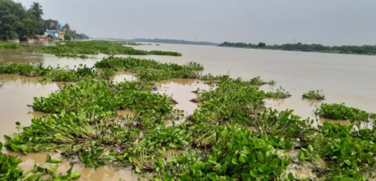 কাটোয়ায় ভাগীরথীতে ভেসে আসা কচুরি পানার চাপে বন্ধ ফেরিঘাট