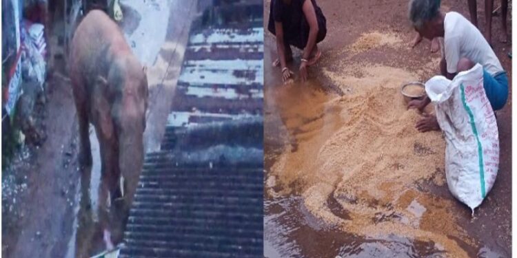 বাঁকুড়ায় চার দোকানে হাতির তান্ডব, কয়েক হাজার টাকার ক্ষয়ক্ষতি