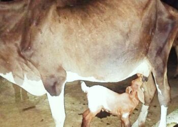 সন্তানহারা গাভী মাতার স্নেহে প্রতিপালিত হচ্ছে মা’হারা ছাগ শিশু