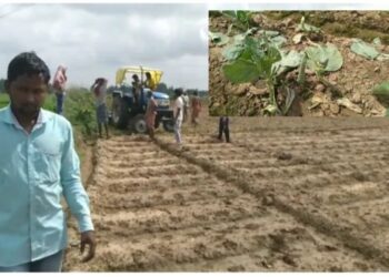 পাত্রসায়েরে চাষির জমির ফসল নষ্ট করার অভিযোগ