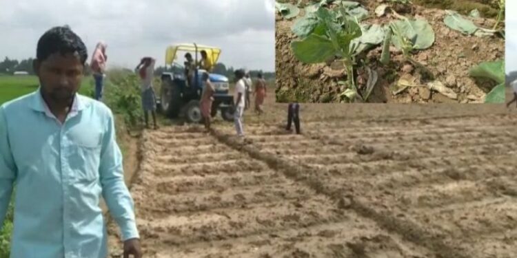 পাত্রসায়েরে চাষির জমির ফসল নষ্ট করার অভিযোগ